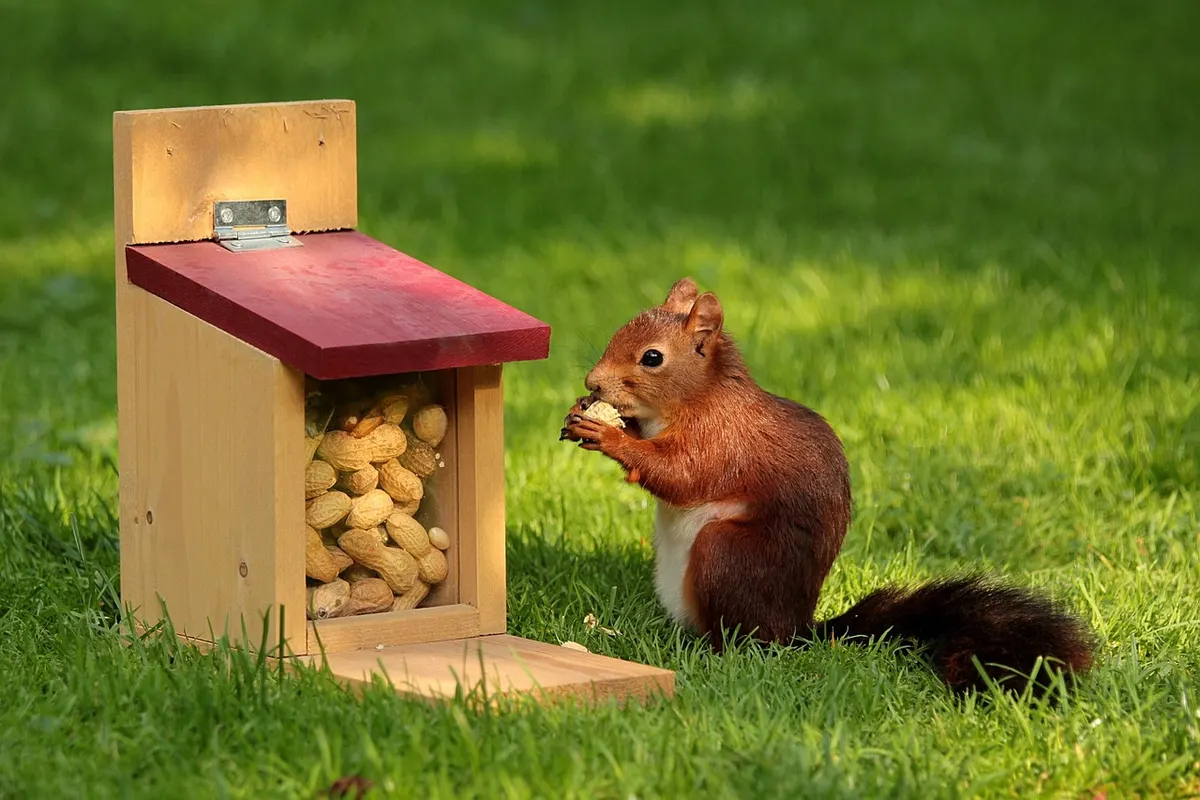 A red squirrel eating beside a wooden feeder stocked with peanuts, a store of food ready the moment it's needed.